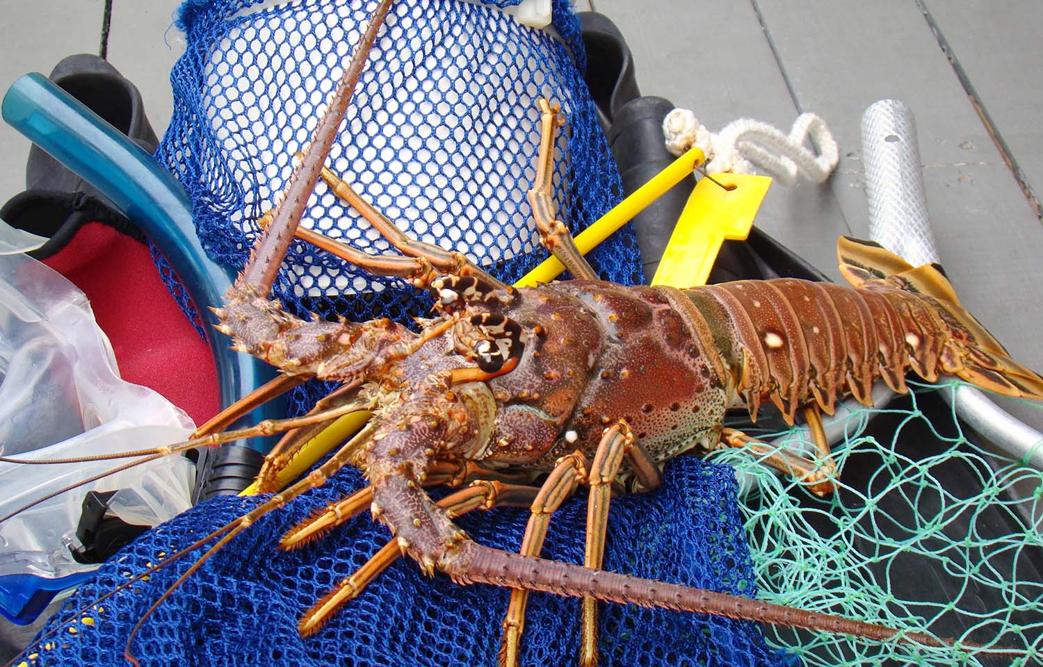 US Department of Justice indicts Florida seafood company over alleged price-fixing