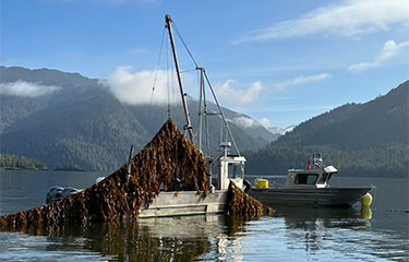 A vessel harvesting seaweed for Cascadia Seaweed