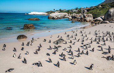 The penguin colony on Boulders Beach, South Africa.