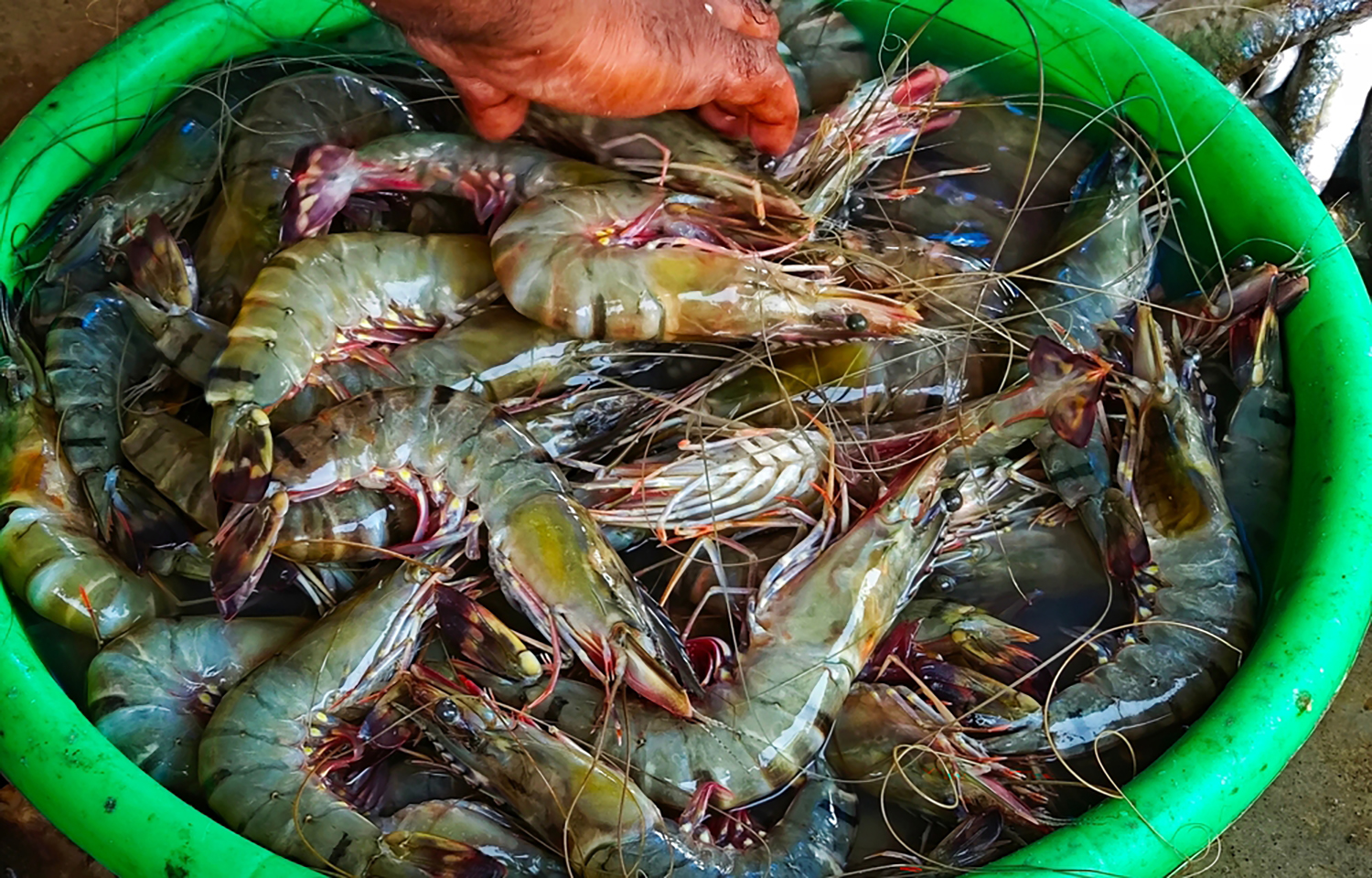 A bucket of prawns