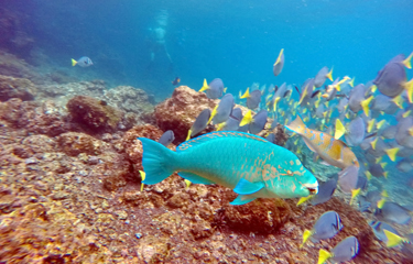 Ecuador will increase the area protecting the Galapagos Marine Reserve by 60,000 square kilometers.