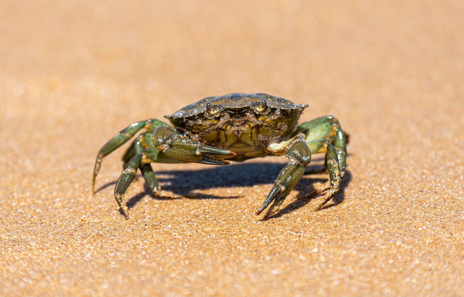 European green crab