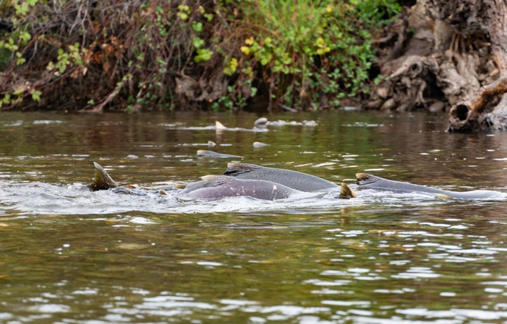 NOAA Fisheries denies ESA listing for Chinook salmon in Oregon, Northern California