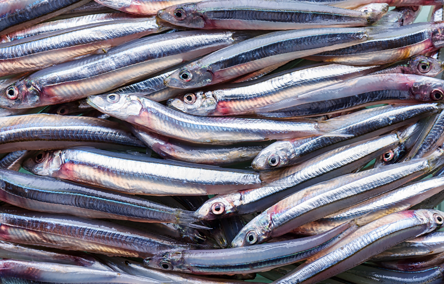 Peru extends pause to anchovy fishing as El Niño threats continue to loom large