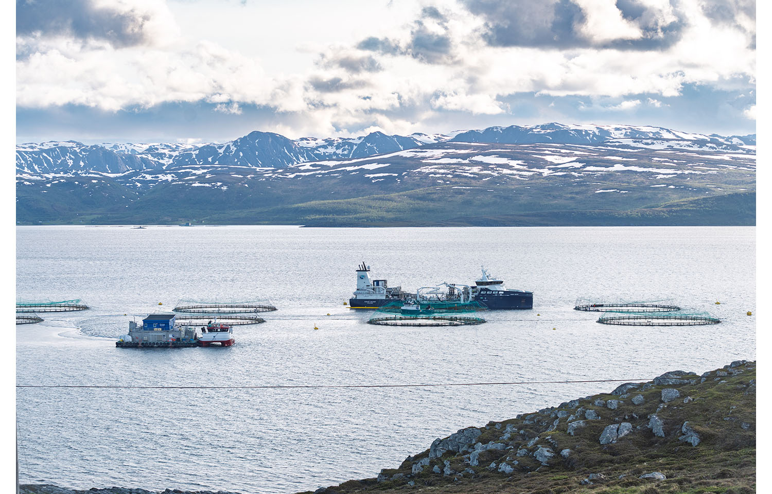 Prices for Norwegian salmon of most sizes up again in Week 50