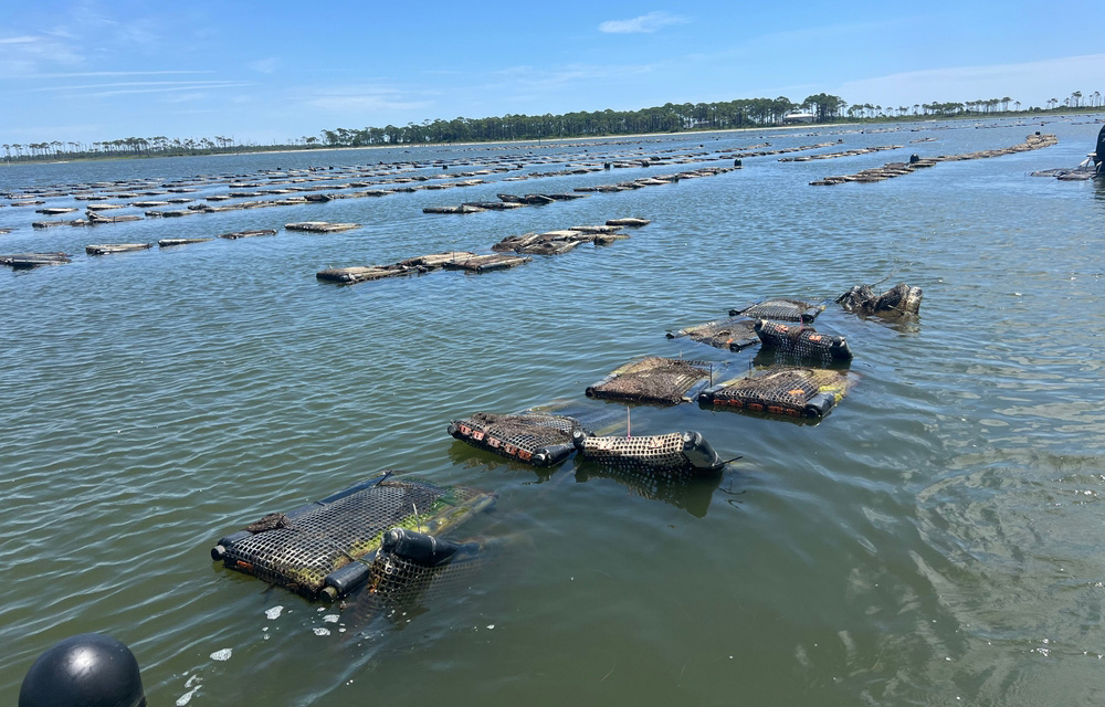 oyster production in Florida