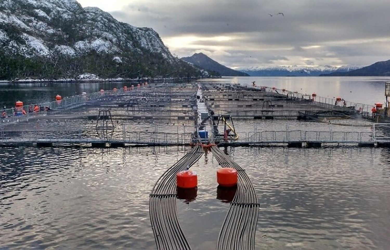 Chilean court of appeals acquits former Nova Austral CEO of fraud, environmental crimes