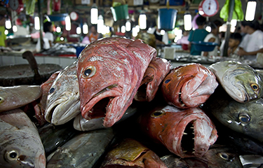 A pile of fish in a fish market.