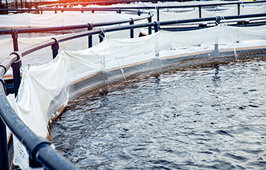 Salmon net pens. The Millennial Salmon Project hopes to accelerate innovation in the salmon aquaculture sector.
