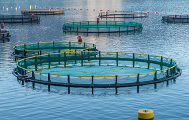 Aquaculture net pens