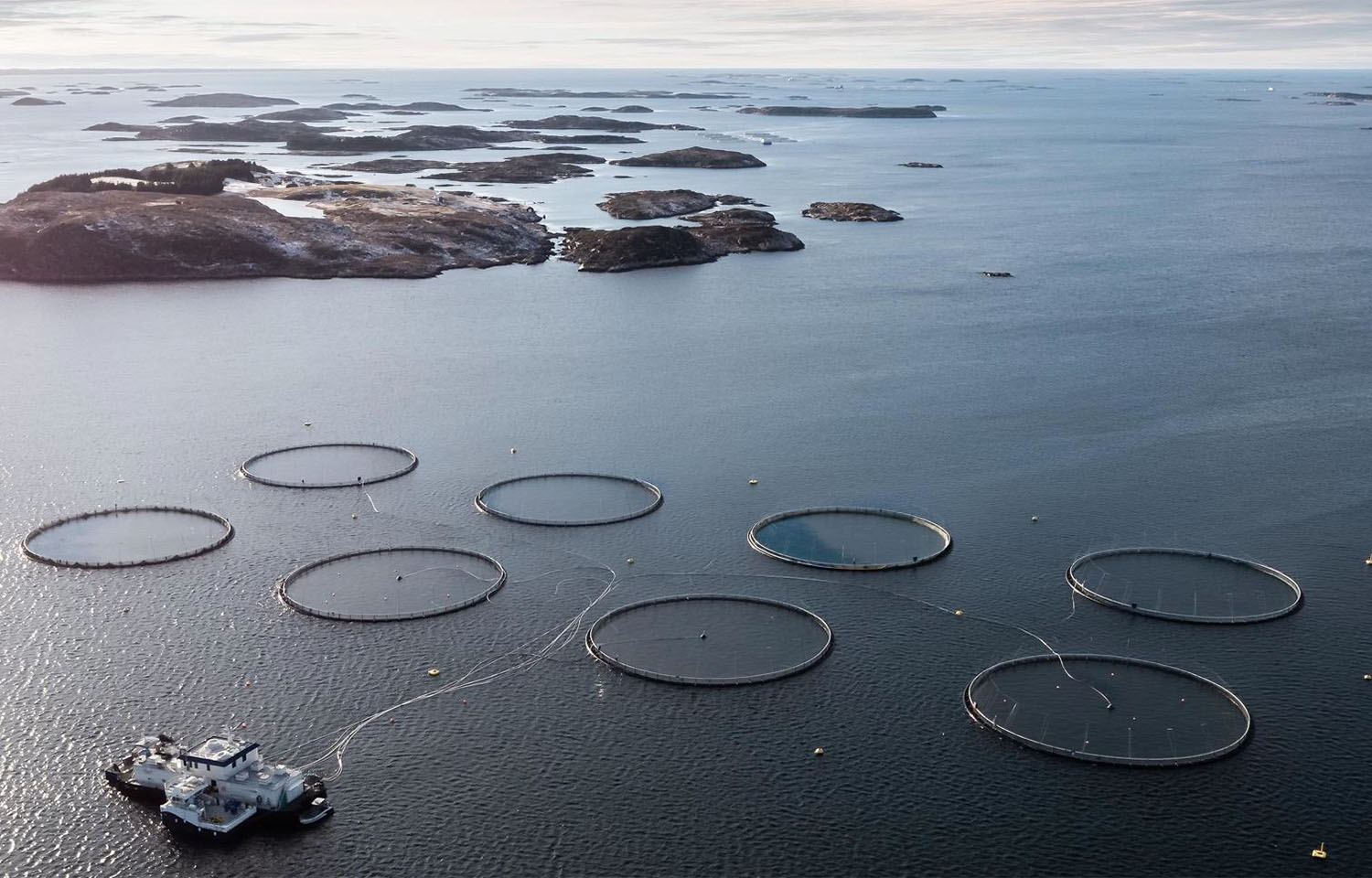 An aerial view of Norcod net pens