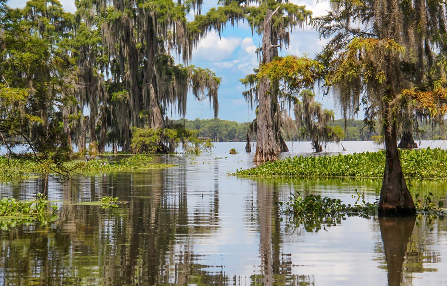 Swampy Louisiana waters
