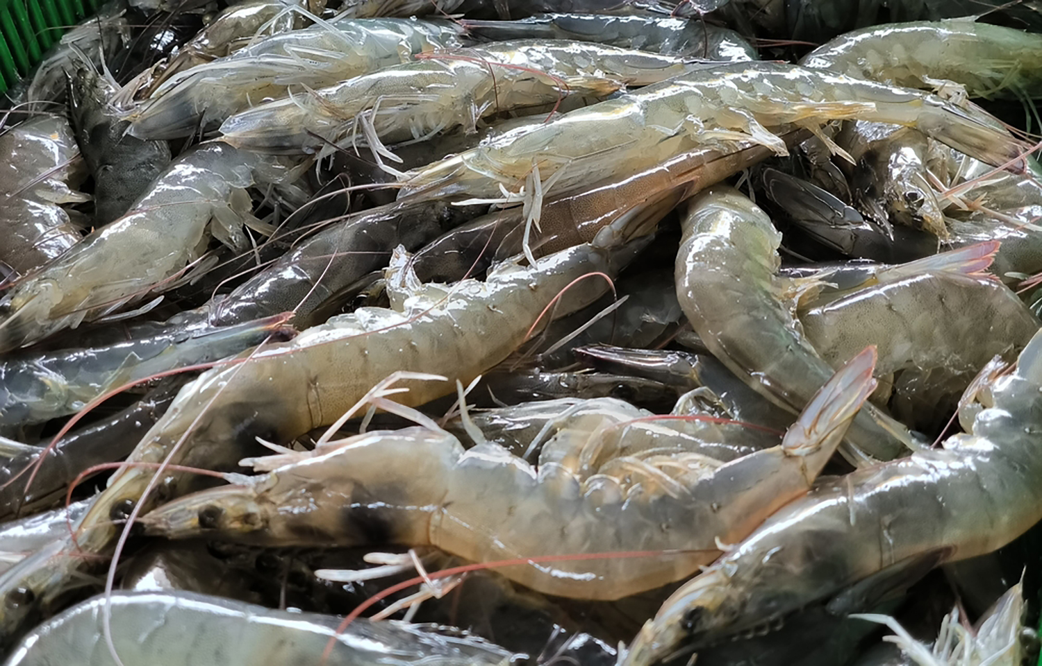 Avanti Feeds invests USD 3 million in Thai Union Feedmill Ecuador