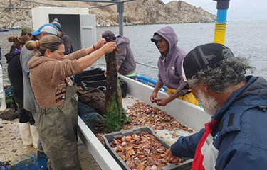 A Universidad Católica del Norte experimental oyster farm in Chile.