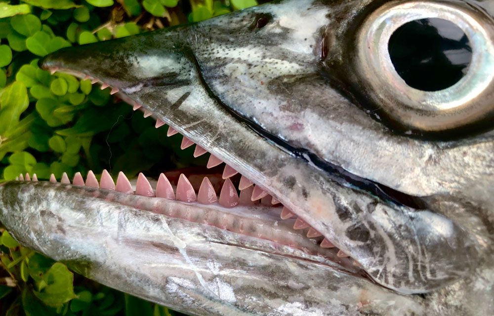 Louisiana agents cite commercial fisher for catching undersized mackerel with shrimp nets