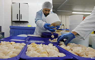 Atlantic Capes Fisheries employees sorting scallops.