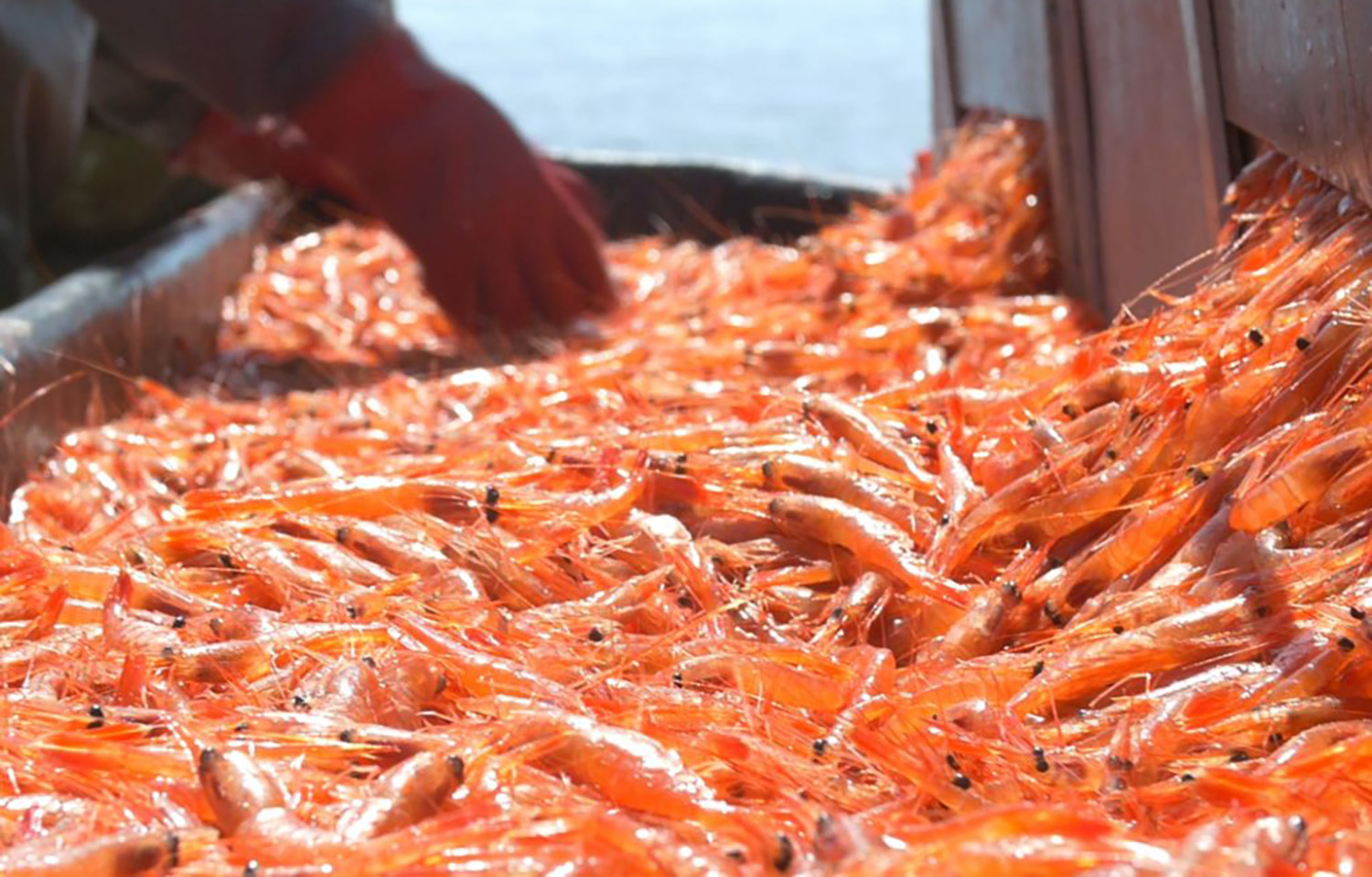 A photo of a pile of Canadian coldwater shrimp