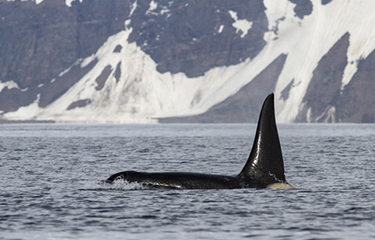 A photo of a killer whale.