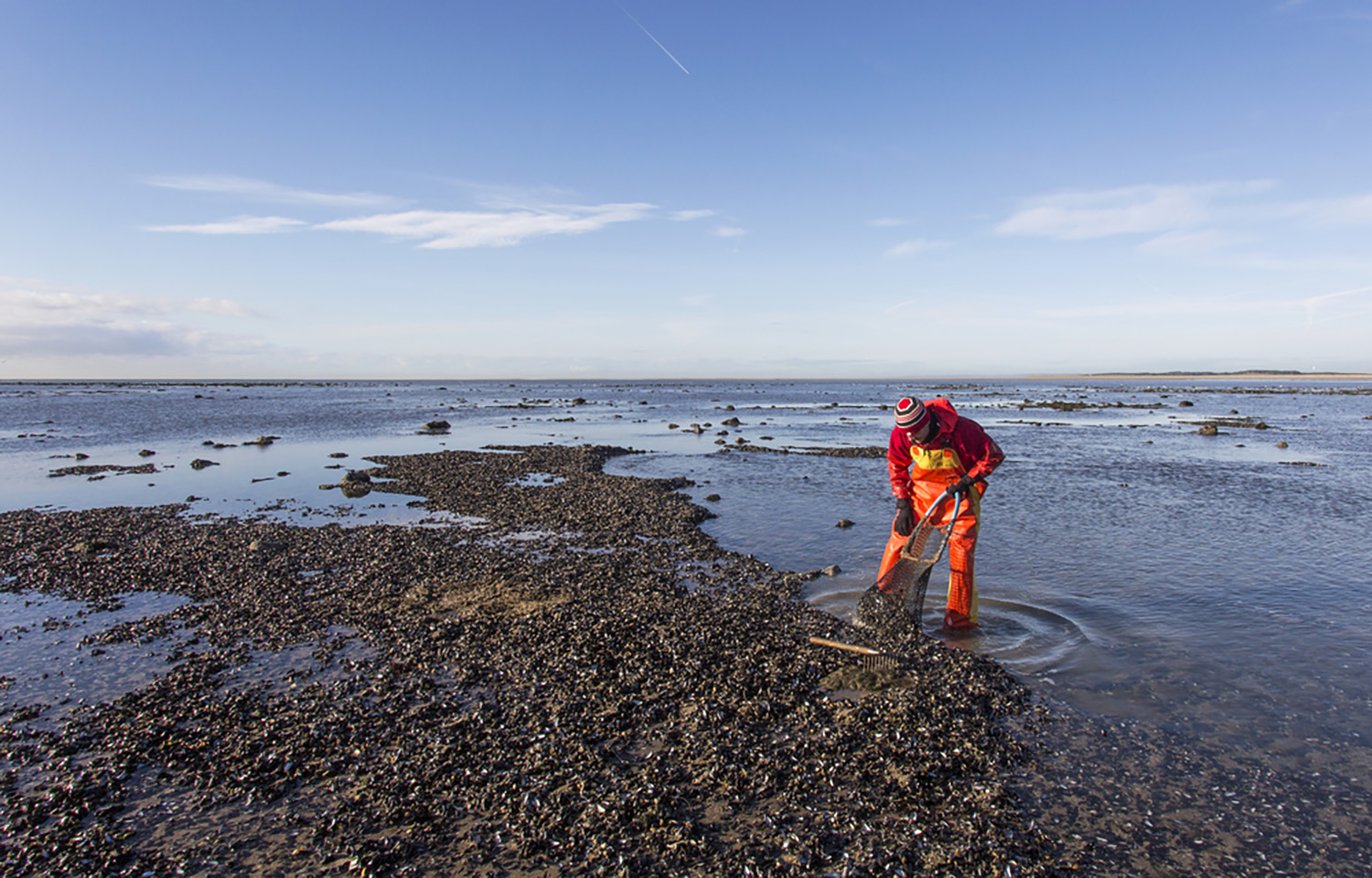 A photo of a man searching for cockles near Gower, Wales