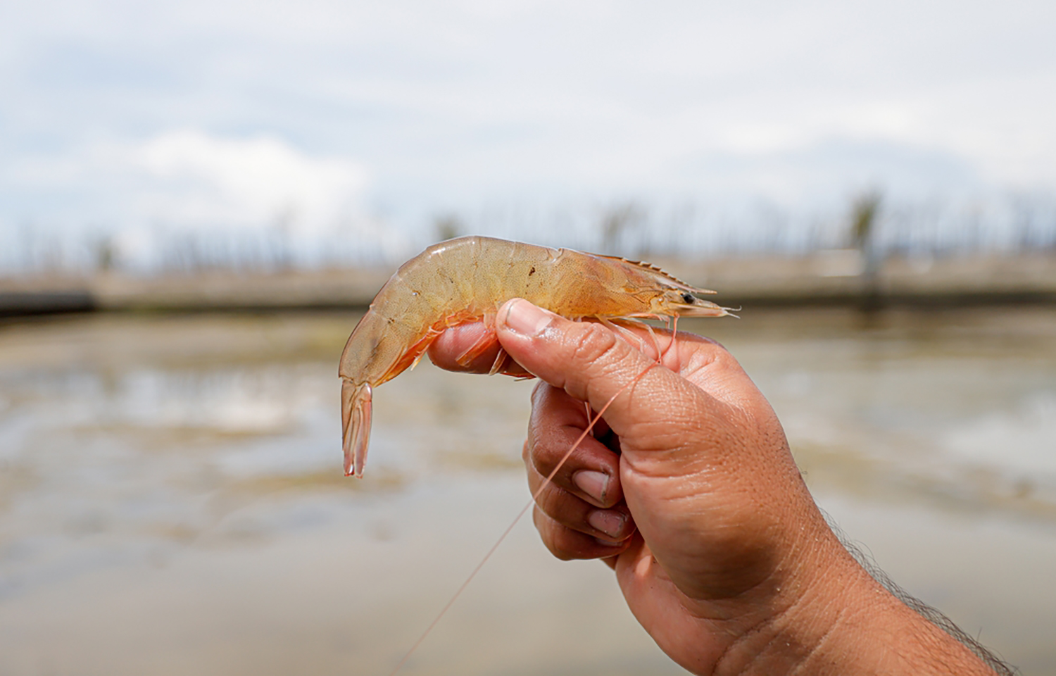 US war with Iran threatening Ecuador shrimp logistics
