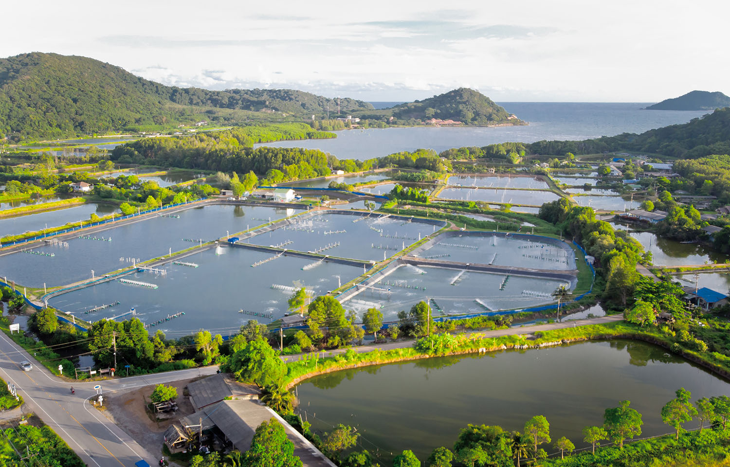 Aerial view of a Thai shrimp farm