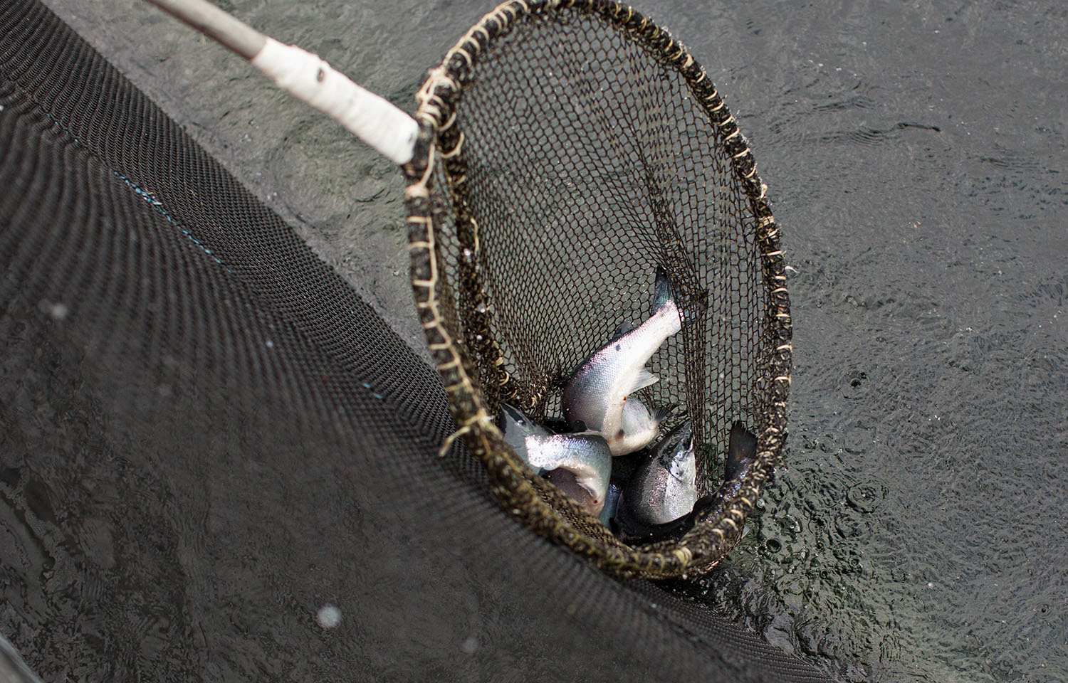 Salmon in a net pen