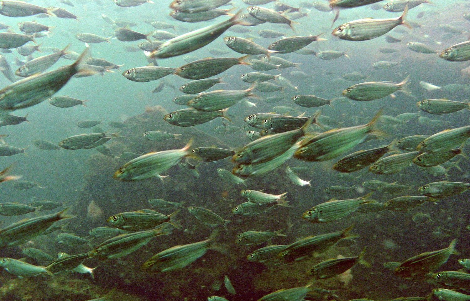 A school of menhaden swimming in the water