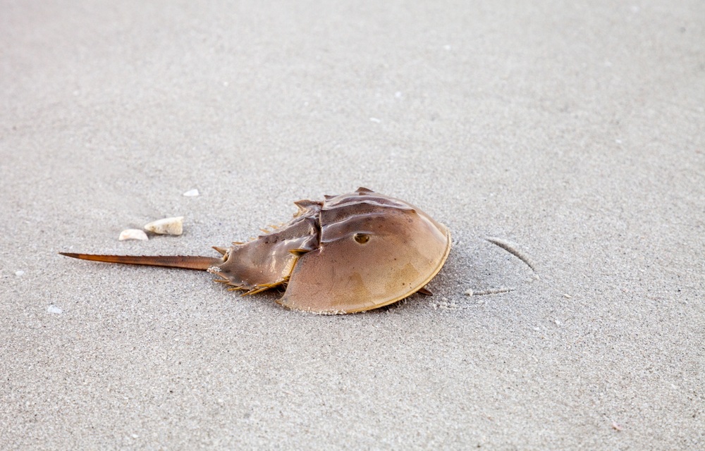 a horseshoe crab