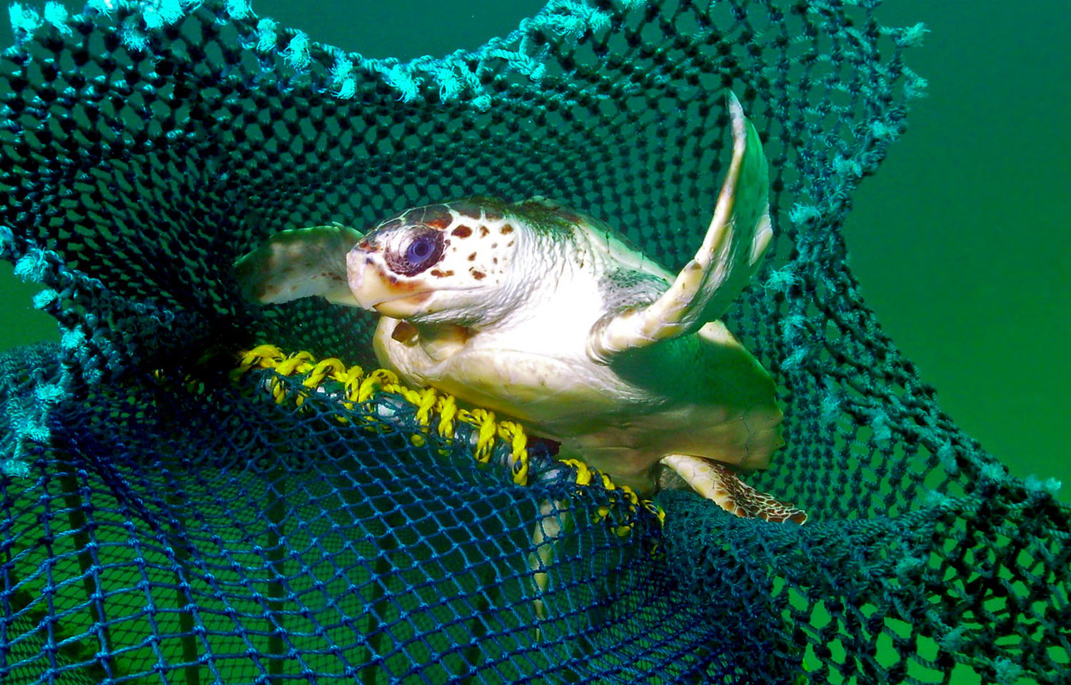 A turtle escaping from a net equipped with a turtle-excluder device
