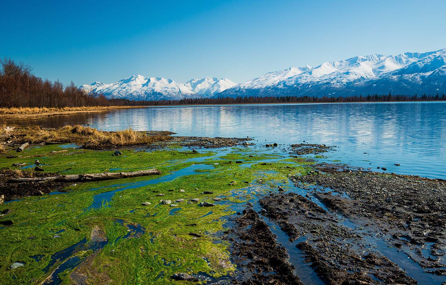 Harmful algae blooms are an increasing concern in Alaska due to climate change, NOAA says