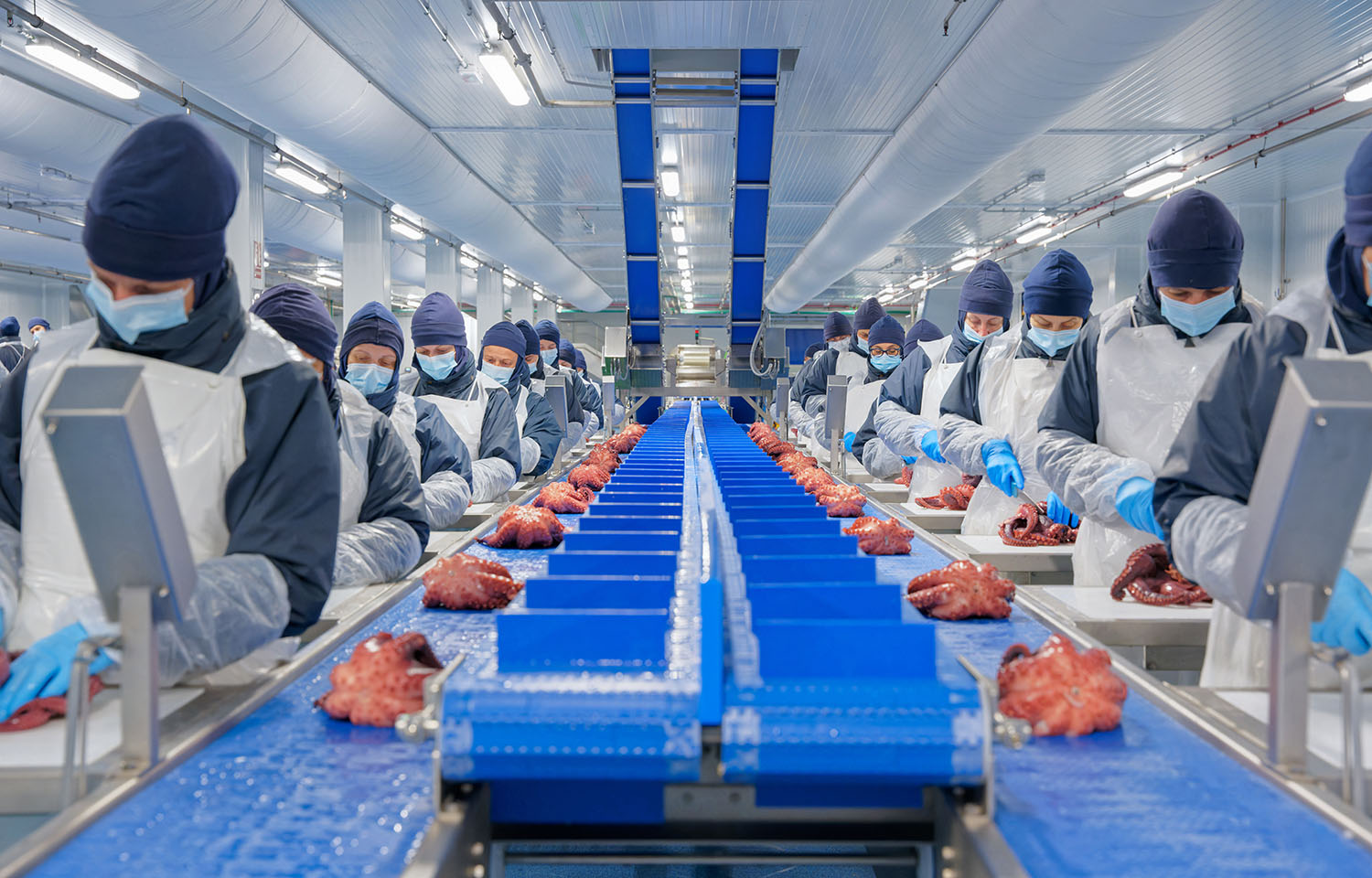 Workers processing octopus inside a Profand processing facility