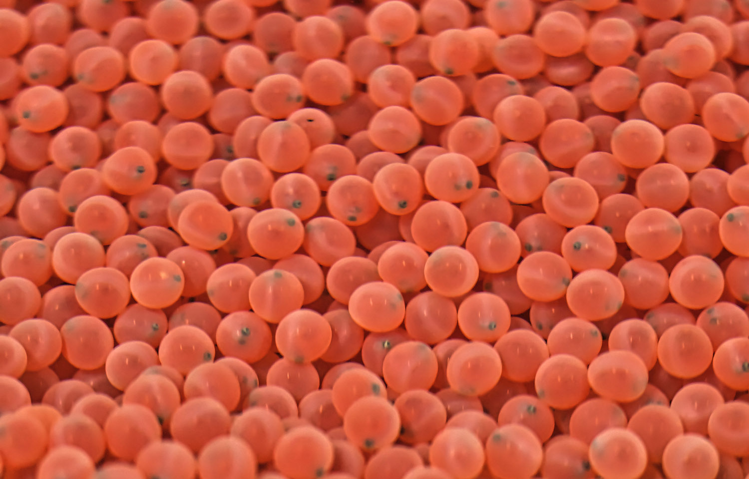 A pile of salmon roe
