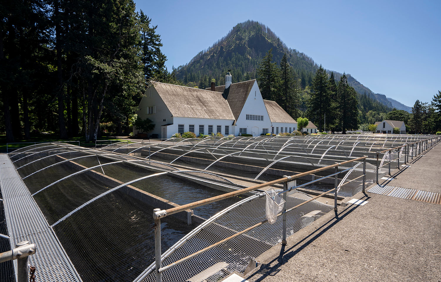 A salmon hatchery on the Columbia River