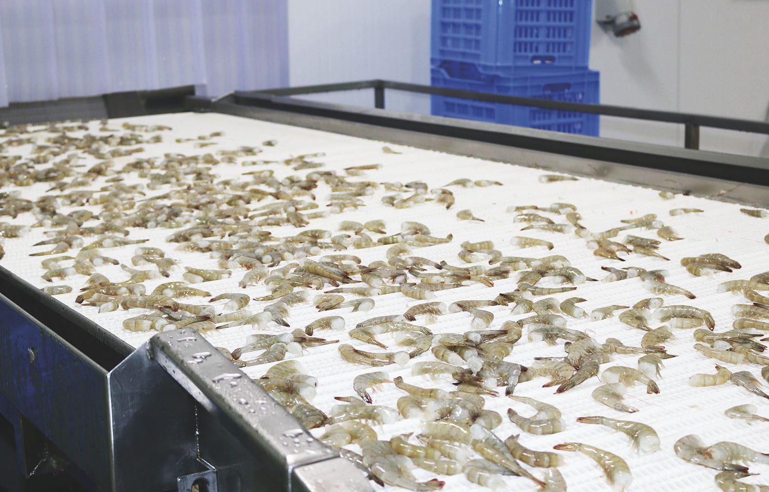 A shrimp processing line in Ecuador