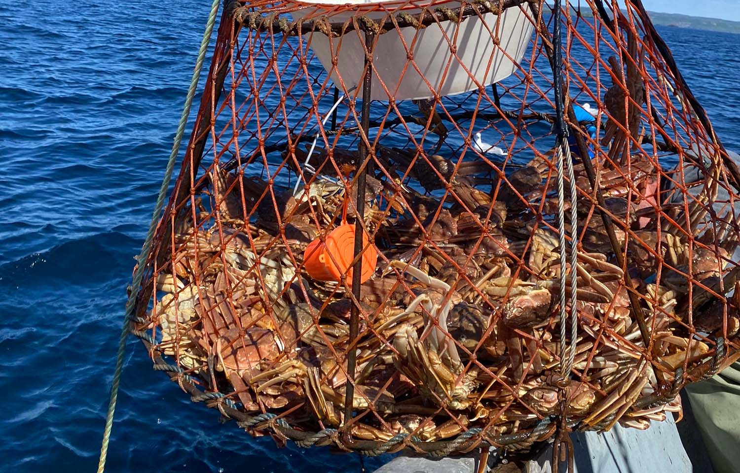 Newfoundland snow crab harvester union meeting with government as pricing dispute continues