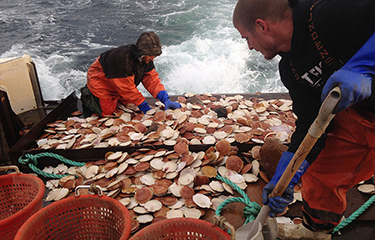 US Atlantic scallop prices high as rotational closures reduce