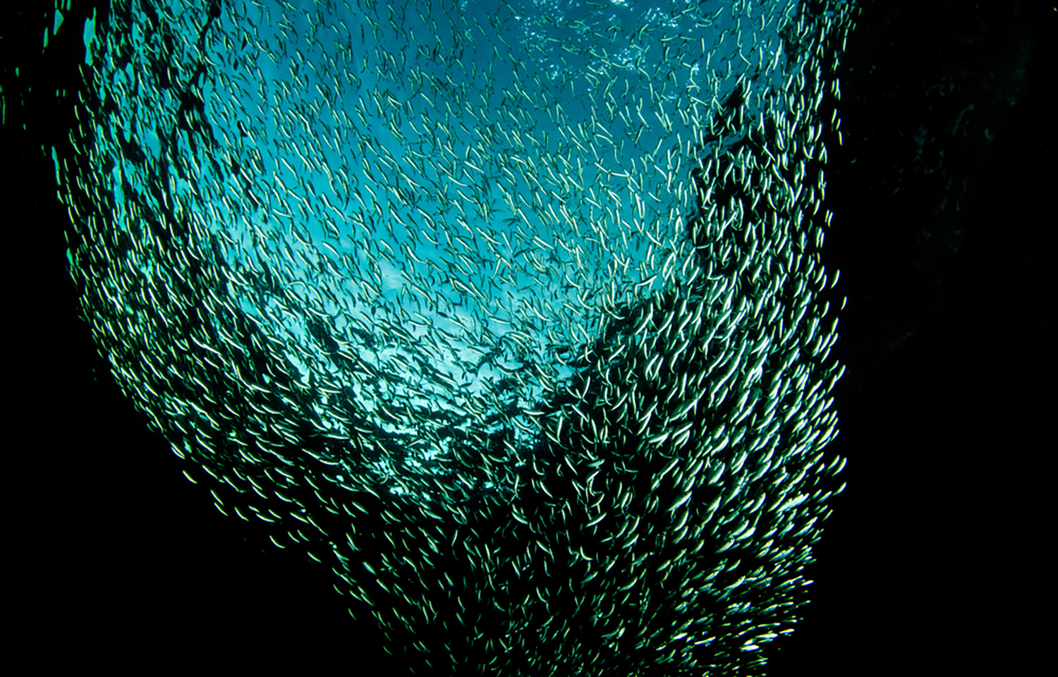 A school of herring swimming in a circular pattern