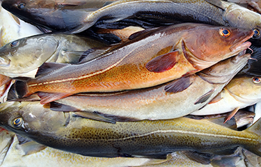 Norway cod