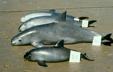 Vaquita from a photo from the 1970s.