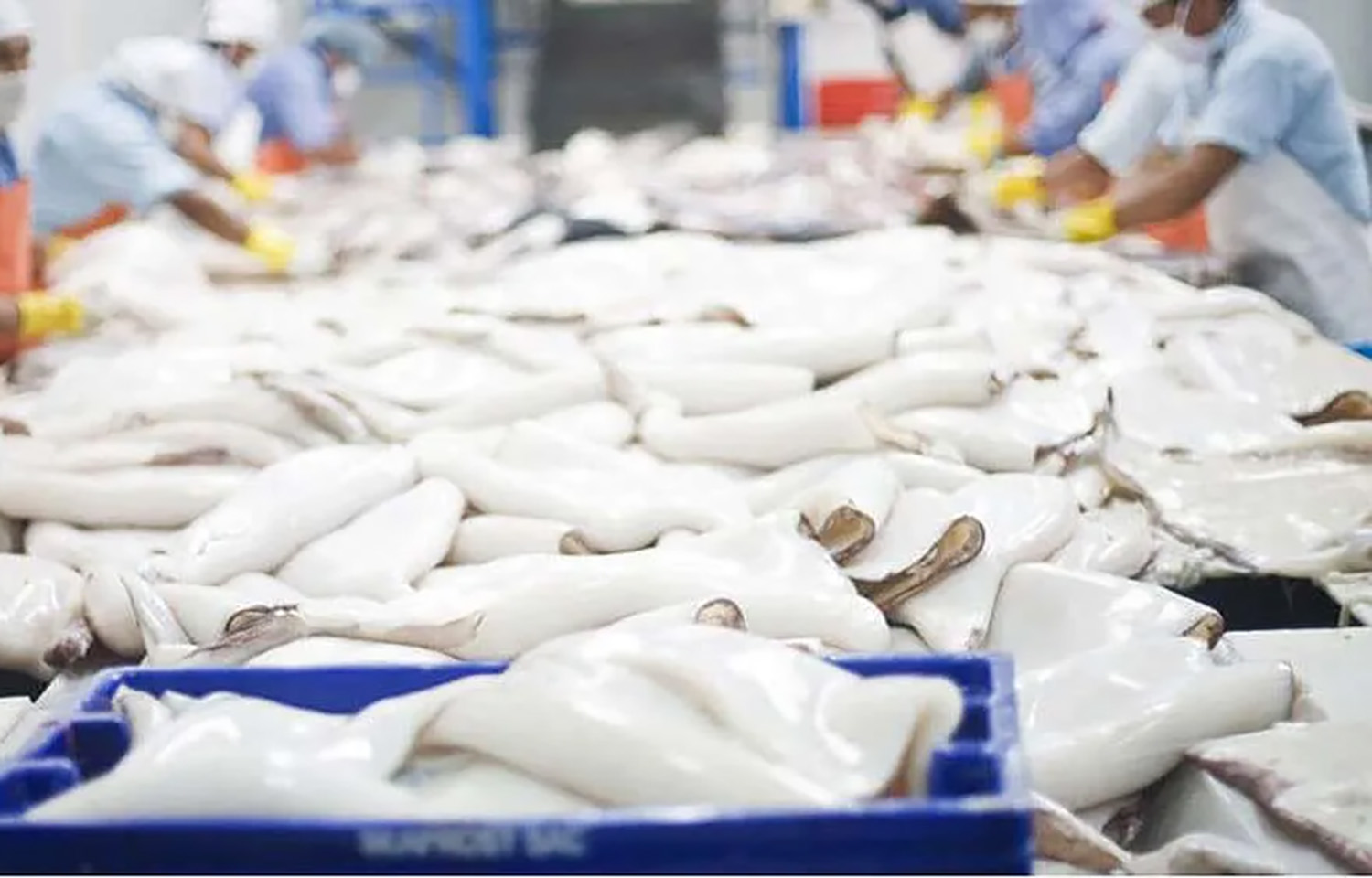 Jumbo squid being processed