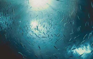 Sustainable Fisheries Partnership has published an update to its FIP Evaluation Tool.