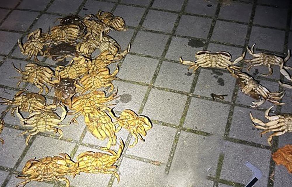 Illegally harvested Dungeness crab