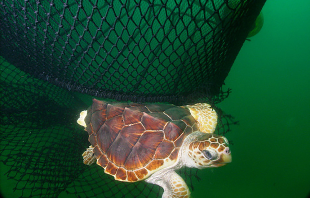 A turtle