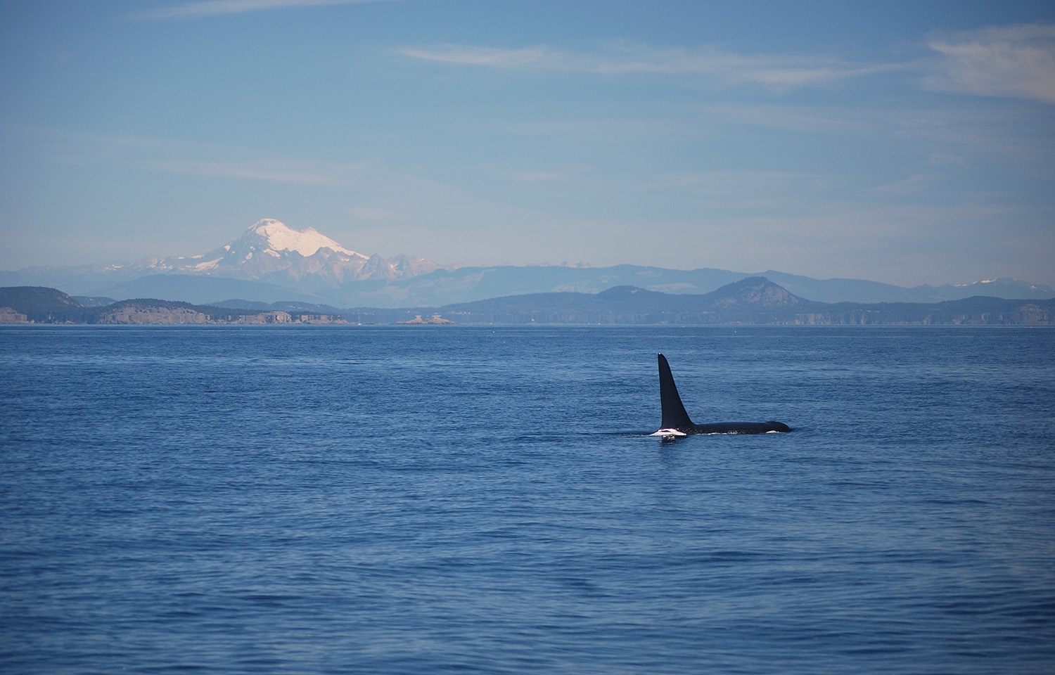 A killer whale