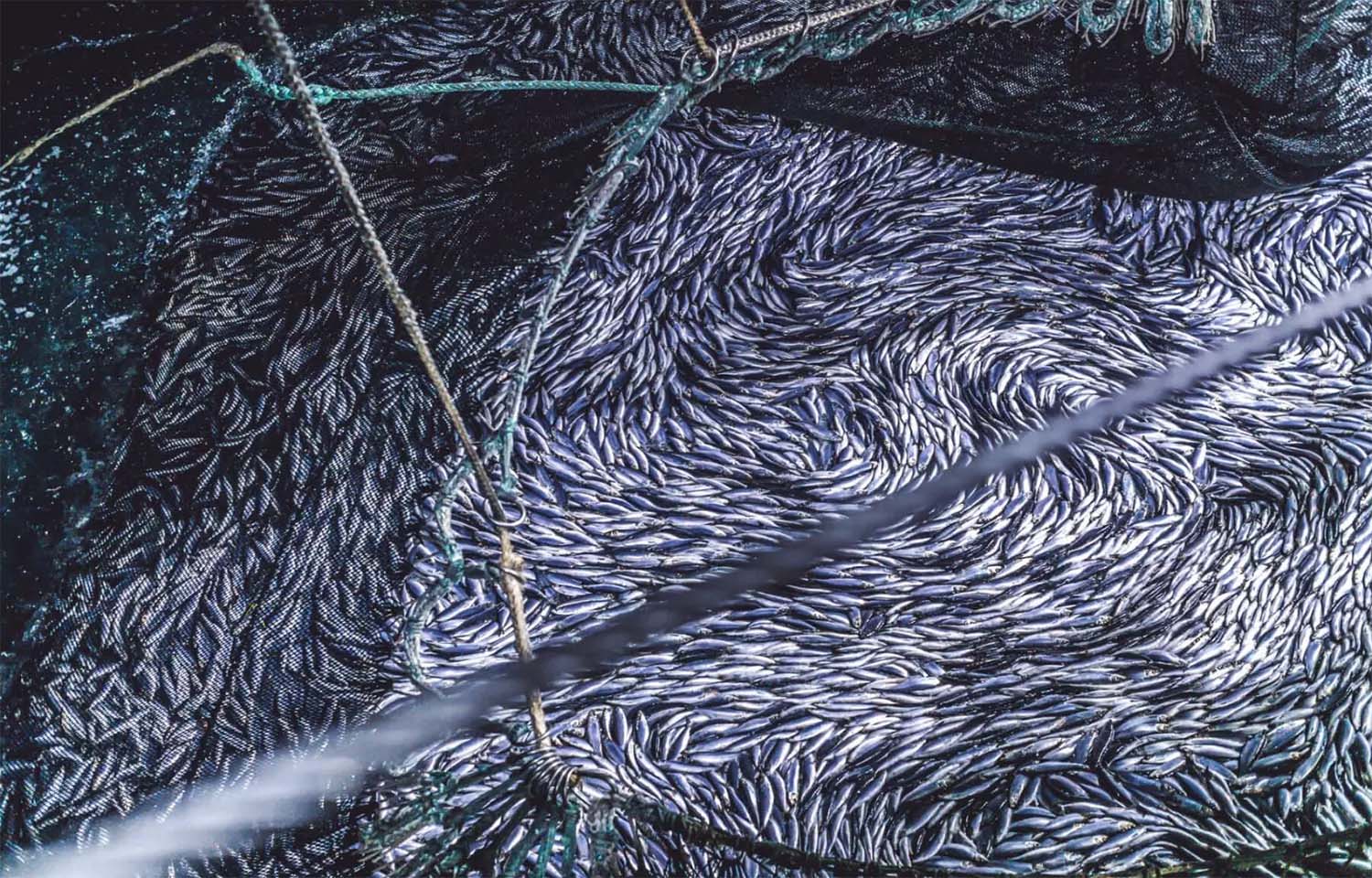 A large amount of fish in a net