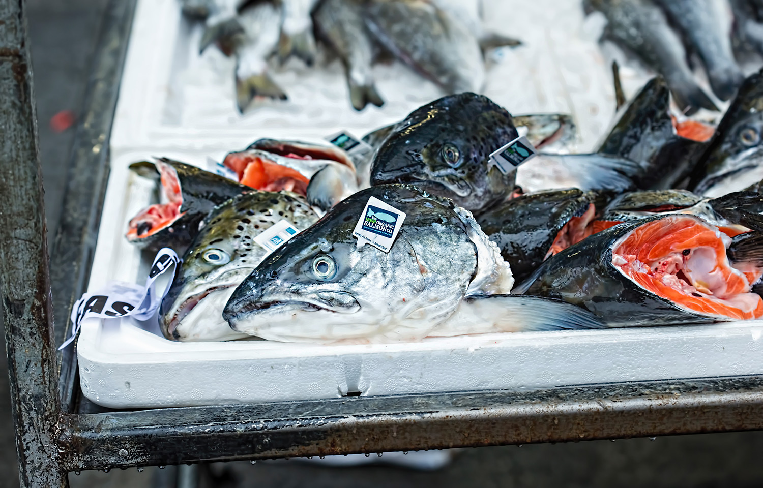 fish heads
