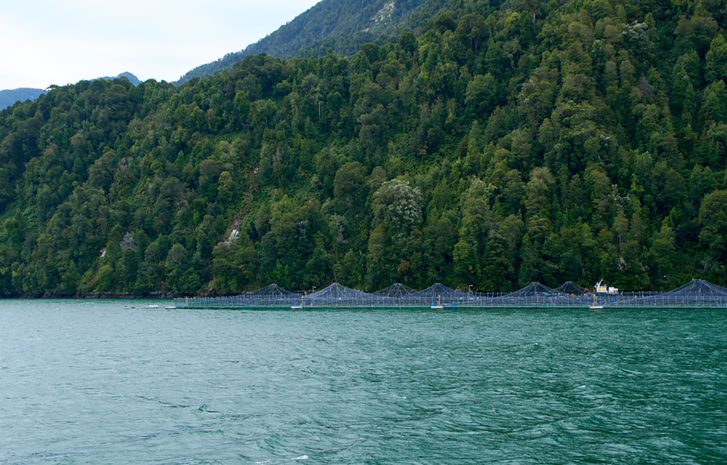 Vast majority of Chilean salmon farms operate under aerobic, sustainable conditions, Subpesca report finds