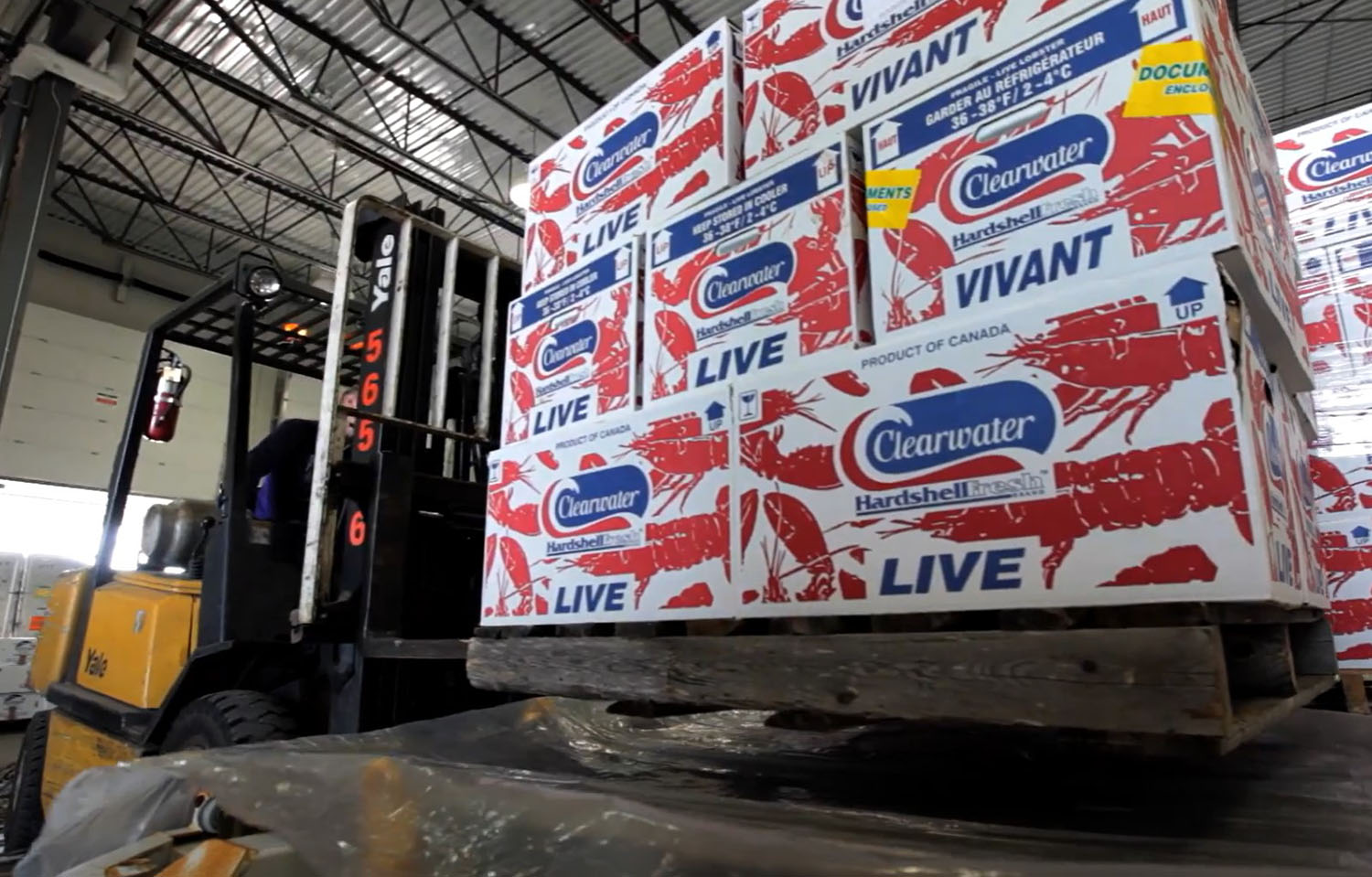 A forklift loading a pallet of live lobsters