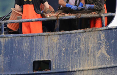 Scampi fishermen in the U.K.