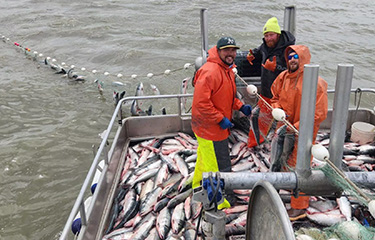 Bristol Bay salmon run begins to slow, sockeye catch lower than predicted